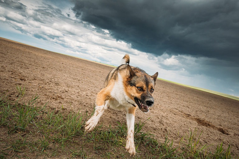 Personal Injury Attorney Answers: Are Dog Bite Injuries Really That Common or Serious? - Sand